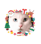 R＆G保護猫スタンプクリスマスバージョン（個別スタンプ：5）
