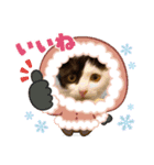 R＆G保護猫スタンプクリスマスバージョン（個別スタンプ：6）