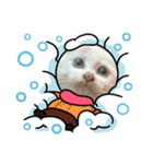 R＆G保護猫スタンプクリスマスバージョン（個別スタンプ：7）