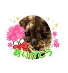 R＆G保護猫スタンプクリスマスバージョン（個別スタンプ：8）