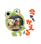 ルナルナスタンプ時々モカ（個別スタンプ：12）