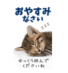 冬❄お正月♪Xマス★ねこ写真BIGスタンプ（個別スタンプ：24）