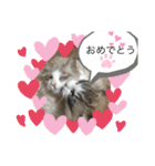 暴れん坊ニャン軍（個別スタンプ：1）