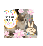 暴れん坊ニャン軍（個別スタンプ：2）