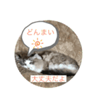 暴れん坊ニャン軍（個別スタンプ：4）
