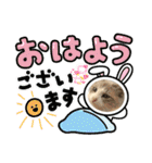 暴れん坊ニャン軍（個別スタンプ：8）