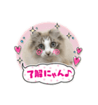 暴れん坊ニャン軍（個別スタンプ：10）