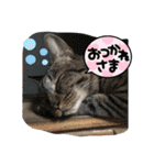暴れん坊ニャン軍（個別スタンプ：11）