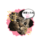 暴れん坊ニャン軍（個別スタンプ：12）