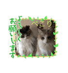 暴れん坊ニャン軍（個別スタンプ：13）