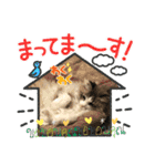 暴れん坊ニャン軍（個別スタンプ：14）