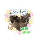 暴れん坊ニャン軍（個別スタンプ：16）