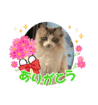 暴れん坊ニャン軍（個別スタンプ：17）