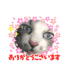 暴れん坊ニャン軍（個別スタンプ：18）