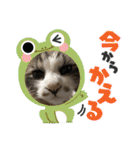 暴れん坊ニャン軍（個別スタンプ：20）