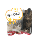 暴れん坊ニャン軍（個別スタンプ：21）