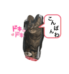 暴れん坊ニャン軍（個別スタンプ：25）