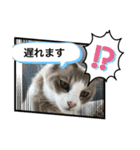 暴れん坊ニャン軍（個別スタンプ：29）