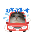 暴れん坊ニャン軍（個別スタンプ：30）