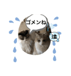 暴れん坊ニャン軍（個別スタンプ：33）