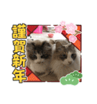 暴れん坊ニャン軍（個別スタンプ：35）