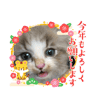 暴れん坊ニャン軍（個別スタンプ：37）