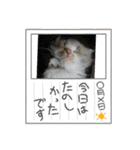 暴れん坊ニャン軍（個別スタンプ：40）