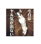 〜味に彩りを〜（個別スタンプ：15）