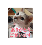 かわいい★猫ちゃんたち（個別スタンプ：3）