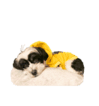 謹賀新年！犬虎スタンプ（個別スタンプ：7）