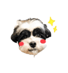 謹賀新年！犬虎スタンプ（個別スタンプ：8）