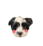 謹賀新年！犬虎スタンプ（個別スタンプ：10）