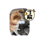 柴犬ゲン18才（個別スタンプ：1）