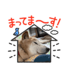 柴犬ゲン18才（個別スタンプ：4）