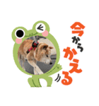 柴犬ゲン18才（個別スタンプ：10）