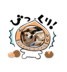 柴犬ゲン18才（個別スタンプ：11）