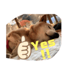 柴犬ゲン18才（個別スタンプ：13）