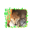 柴犬ゲン18才（個別スタンプ：15）