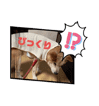 柴犬ゲン18才（個別スタンプ：16）