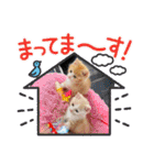 ファン太＆ペプ志保護猫兄弟の大冒険（個別スタンプ：7）