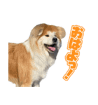 八王子秋田犬軍団（個別スタンプ：1）