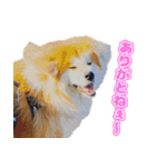 八王子秋田犬軍団（個別スタンプ：2）