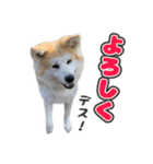 八王子秋田犬軍団（個別スタンプ：3）