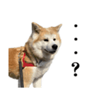 八王子秋田犬軍団（個別スタンプ：4）