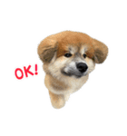 八王子秋田犬軍団（個別スタンプ：6）