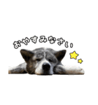 八王子秋田犬軍団（個別スタンプ：7）