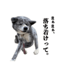 八王子秋田犬軍団（個別スタンプ：8）