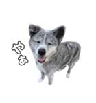 八王子秋田犬軍団（個別スタンプ：9）