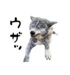 八王子秋田犬軍団（個別スタンプ：10）
