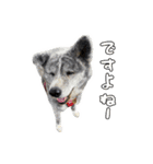 八王子秋田犬軍団（個別スタンプ：11）
